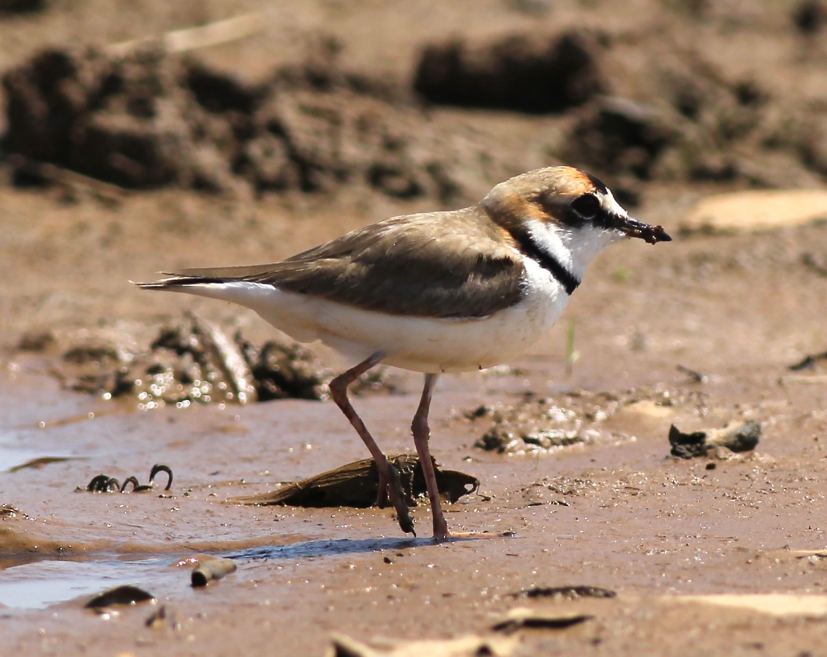 Collared Plover - ML23875641