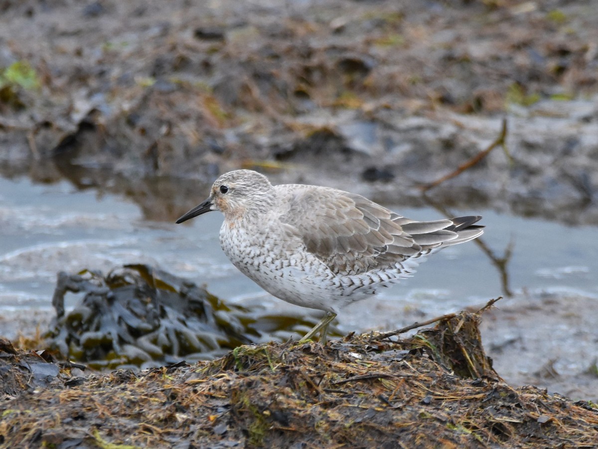 Red Knot - ML238758201