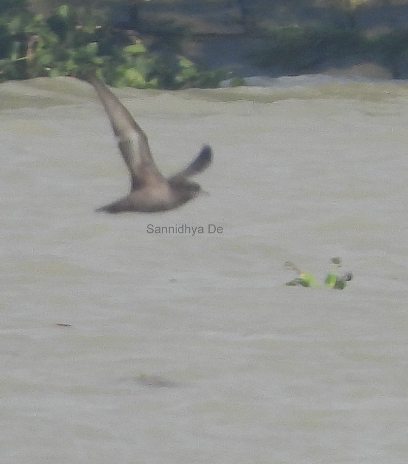 Short-tailed Shearwater - Sannidhya De