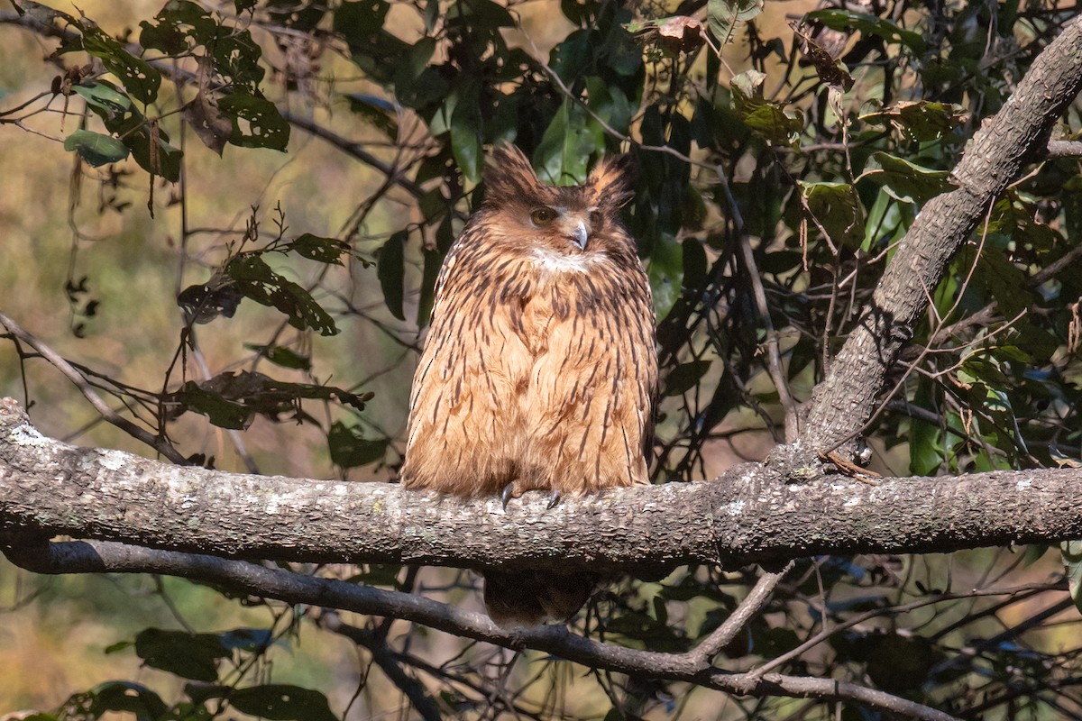 Tawny Fish-Owl - Yash Kothiala