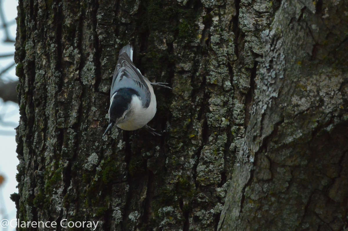 White-breasted Nuthatch - Clarence Cooray