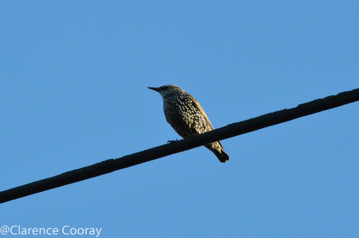 European Starling - Clarence Cooray