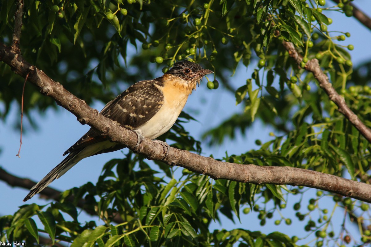 Great Spotted Cuckoo - ML238766391