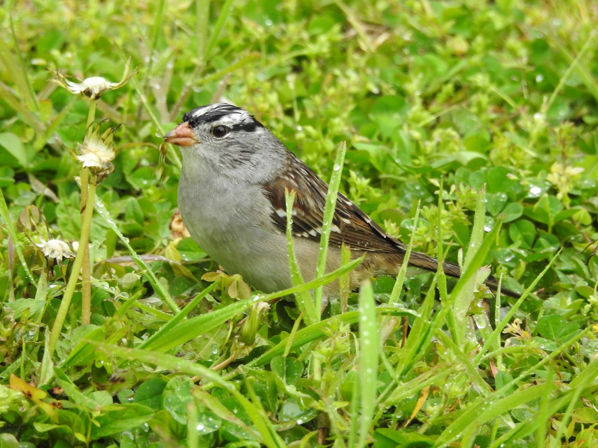 White-crowned Sparrow - ML238773441