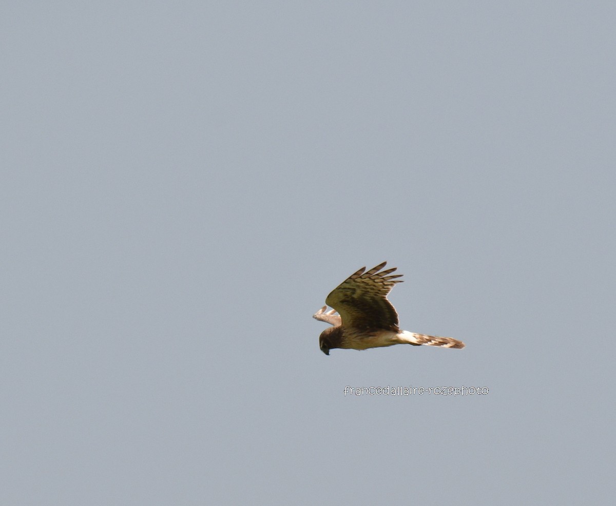 Northern Harrier - france dallaire