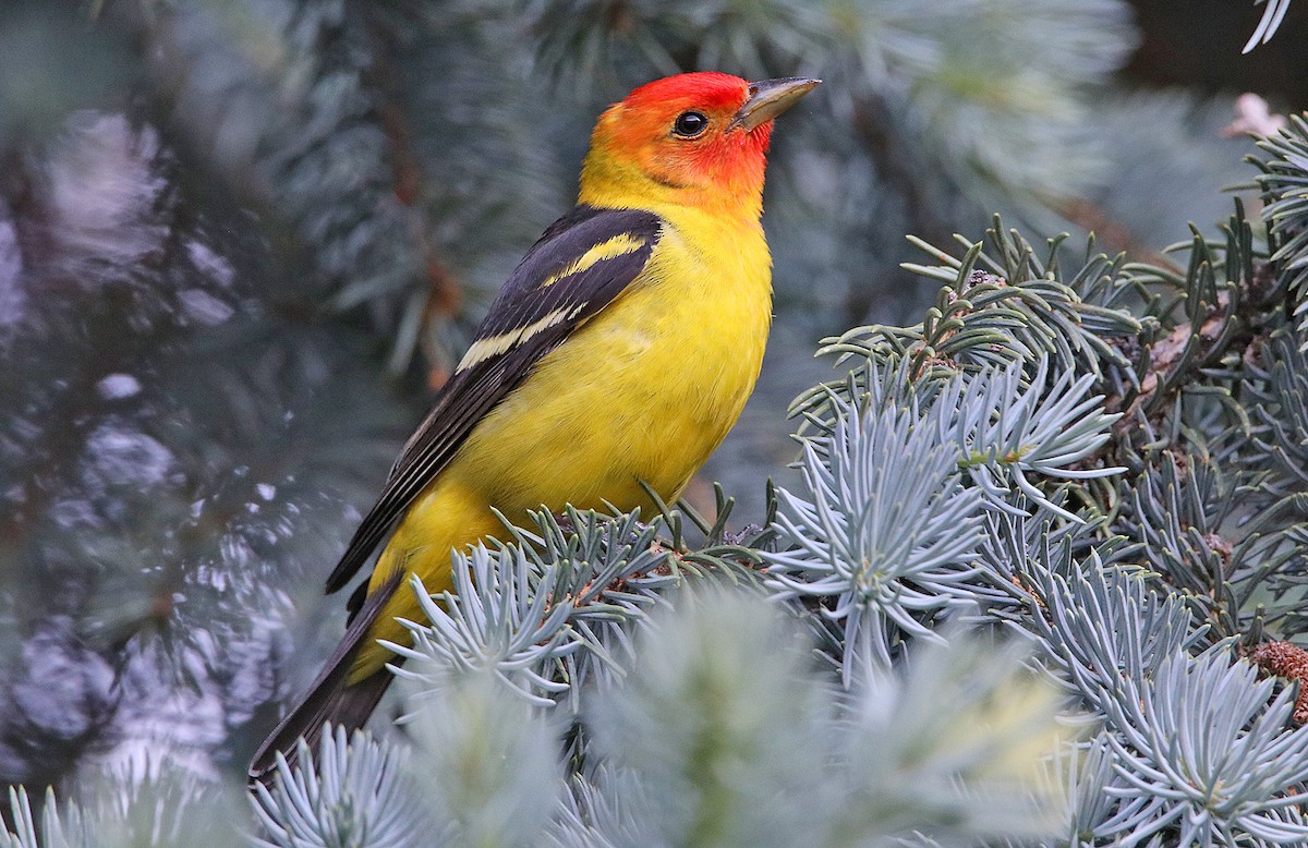 Western Tanager - Tim Avery