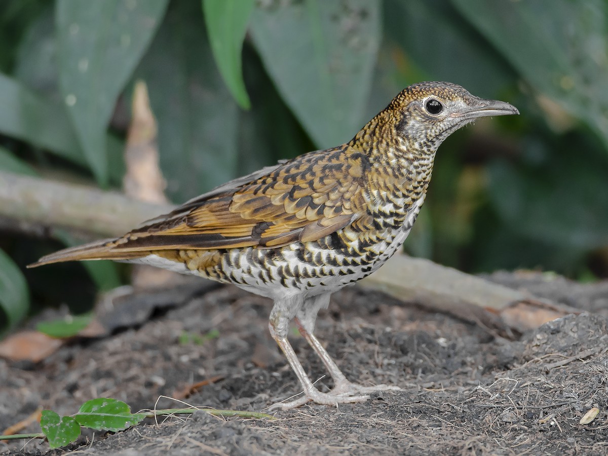 White's Thrush - Zoothera aurea - Birds of the World