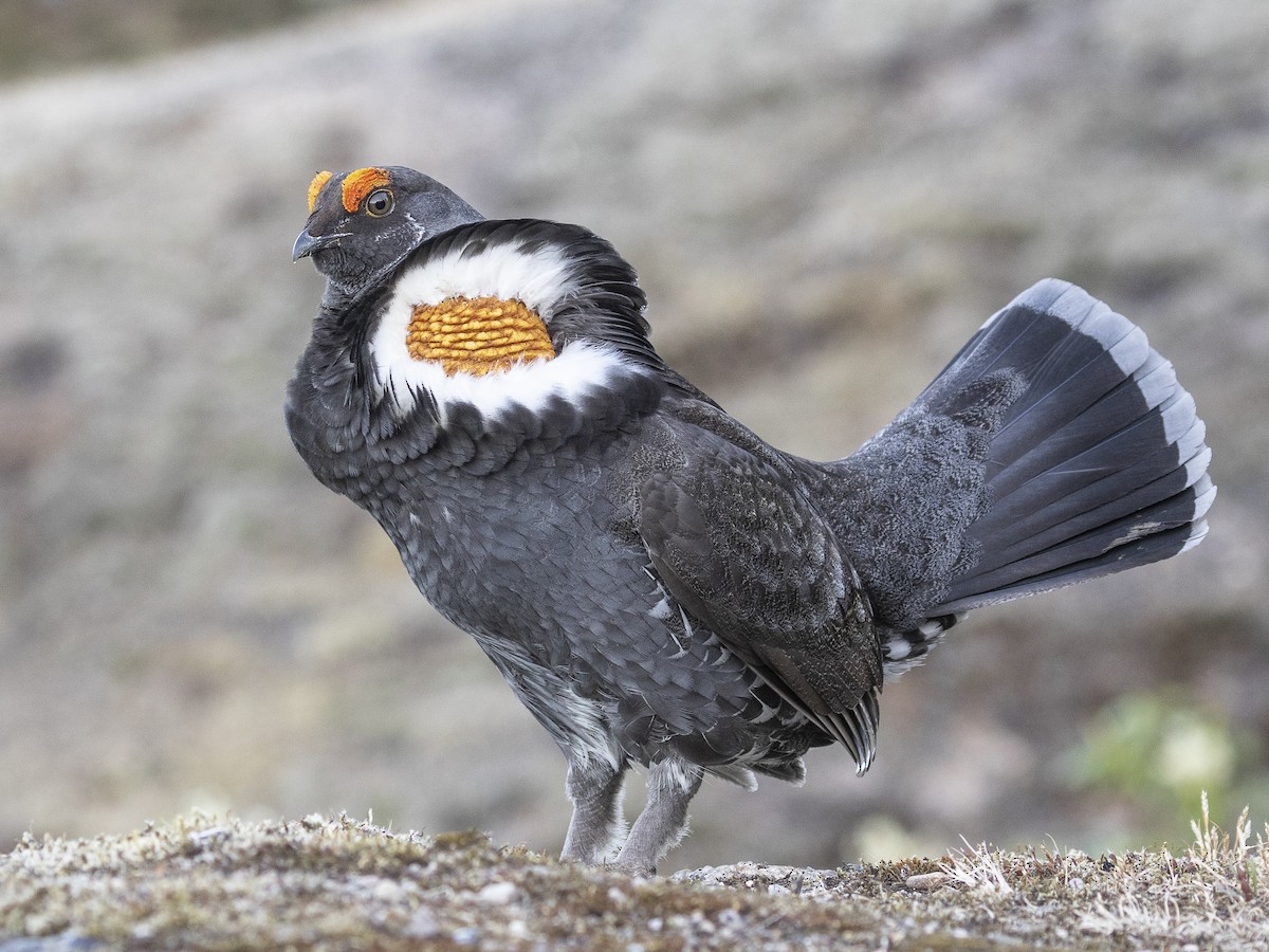 Sooty Grouse