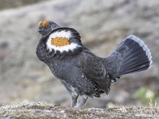  - Sooty Grouse