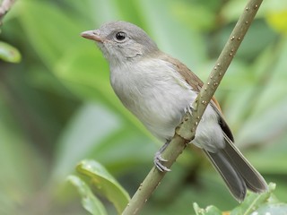  - Mangrove Whistler