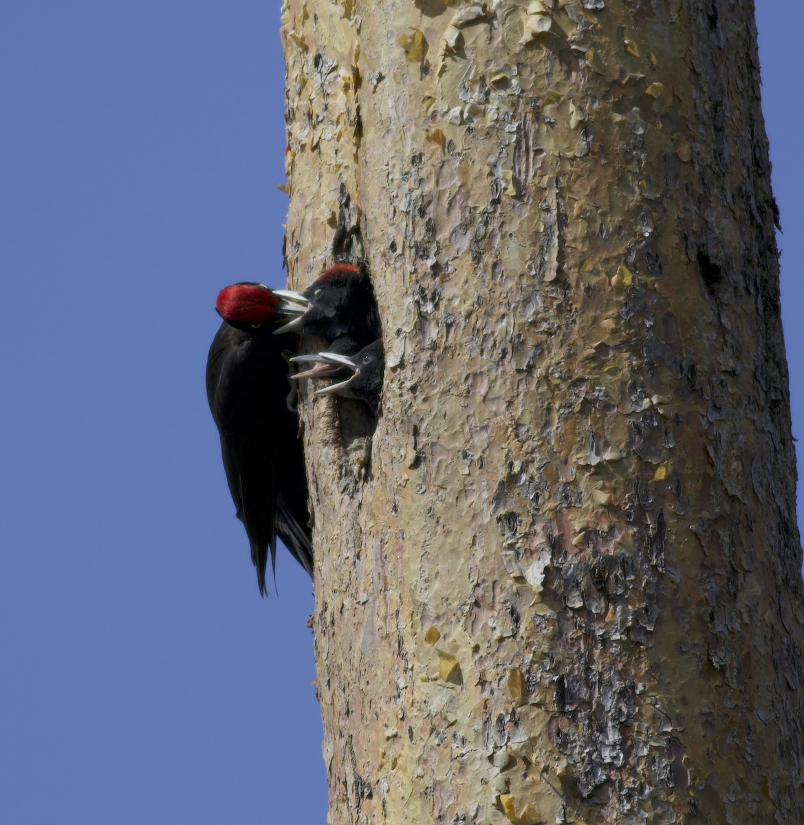 Black Woodpecker - Andrew Barski