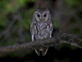  - Flammulated Owl