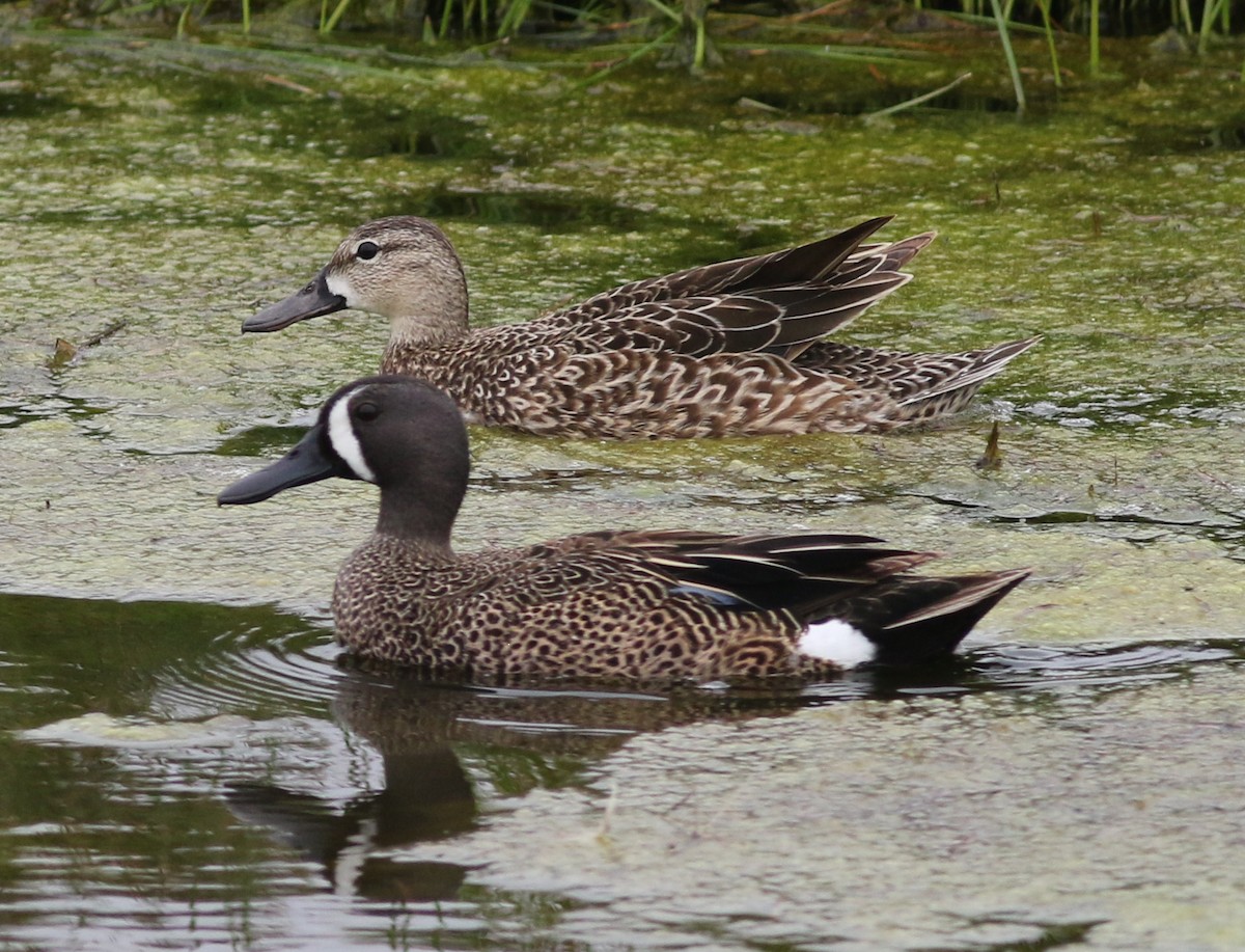 Blue-winged Teal - ML238805601