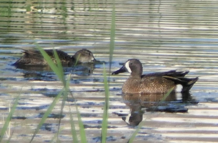 Blue-winged Teal - ML238807741