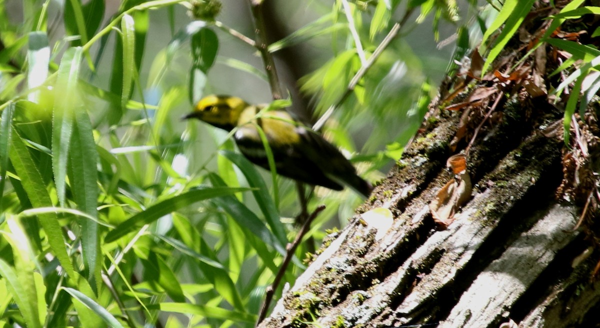 Black-throated Green Warbler - Jeffrey Blalock