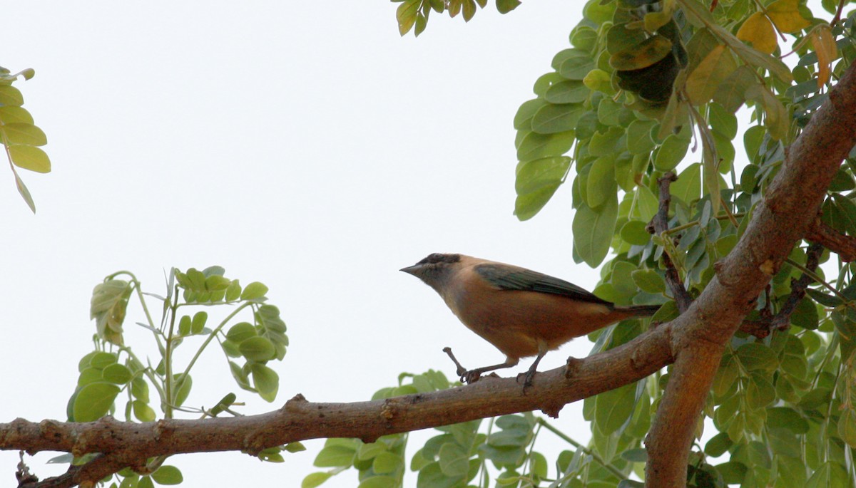 Burnished-buff Tanager - ML23881281