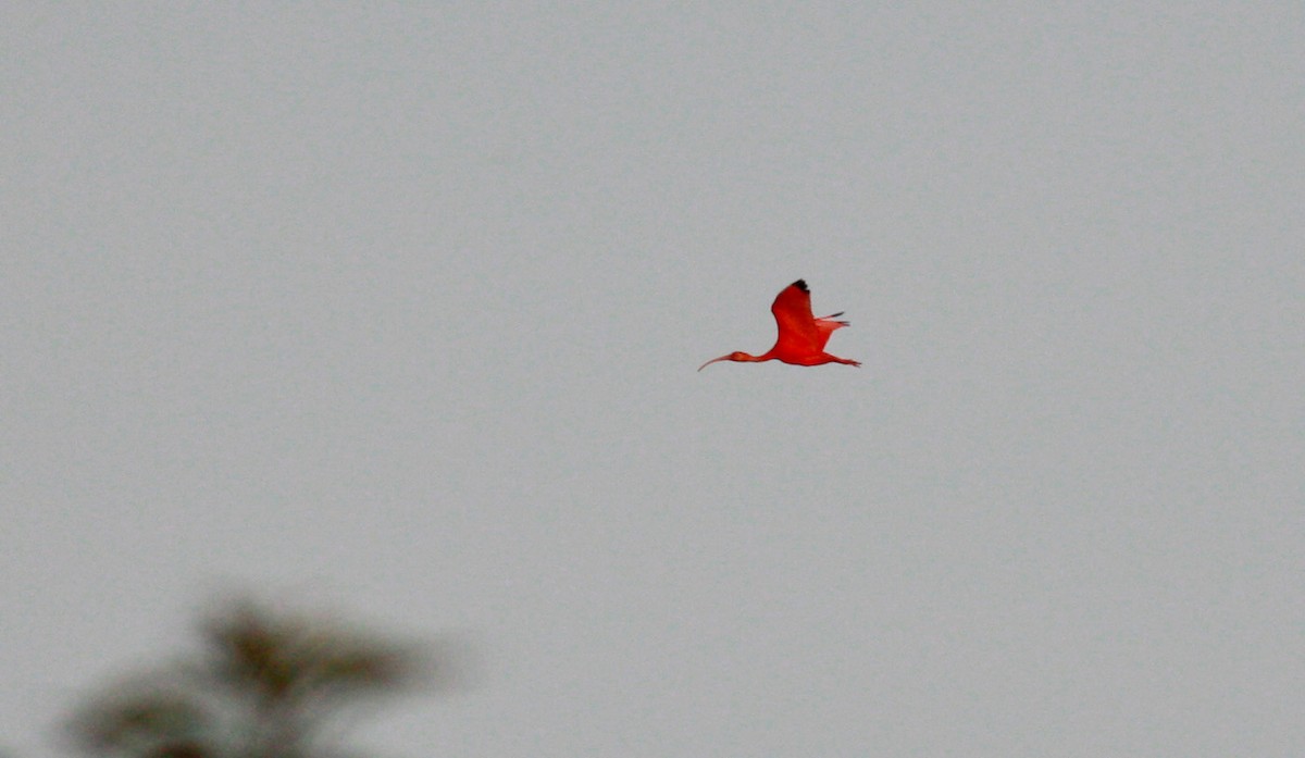 Scarlet Ibis - ML23881501