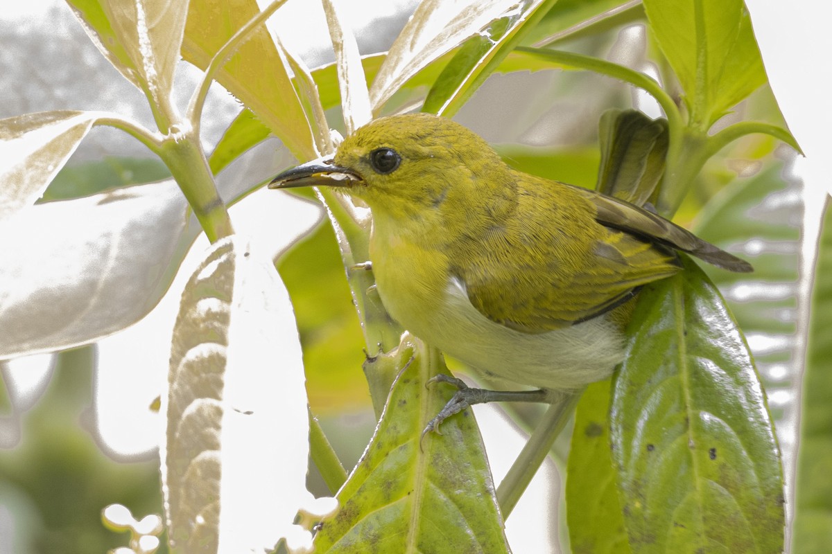 Black-and-yellow Tanager - ML238815511