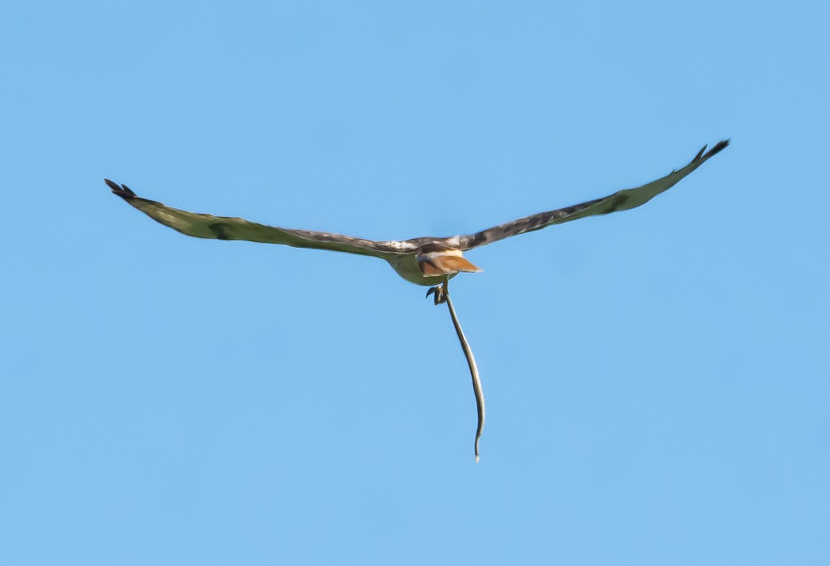 Red-tailed Hawk - shawn mason