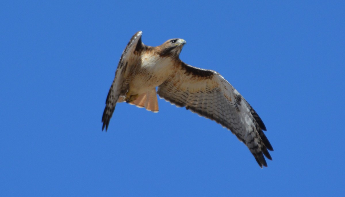 Red-tailed Hawk - Chris Rohrer