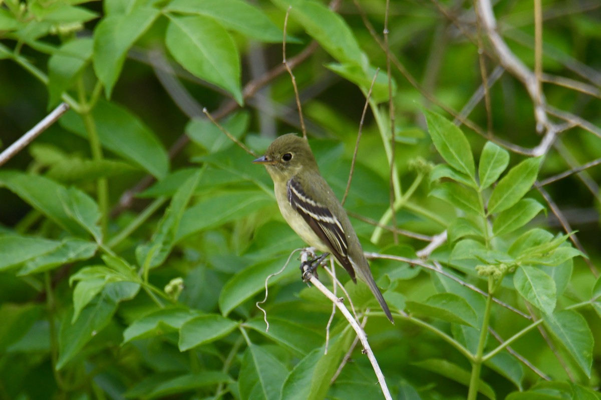 Yellow-bellied Flycatcher - Anonymous