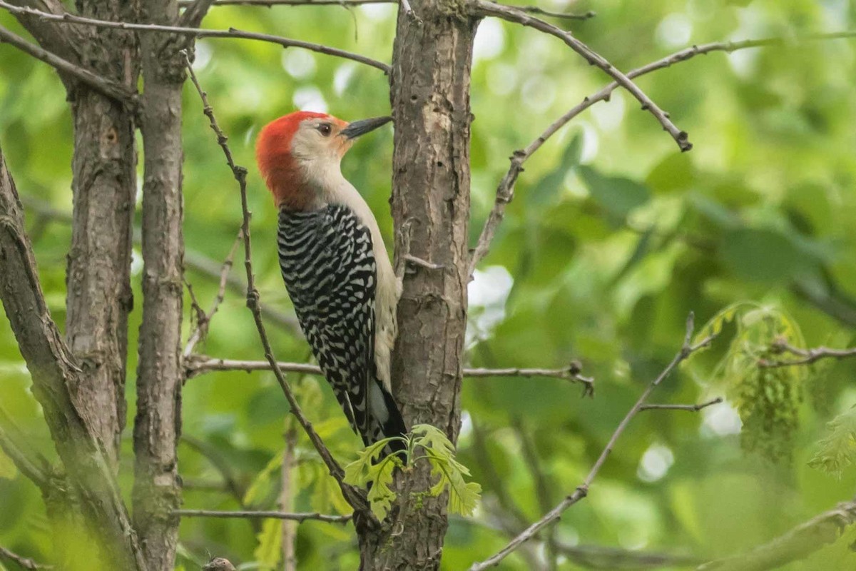 Red-bellied Woodpecker - Britta Runtz