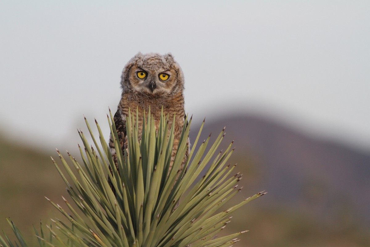 Great Horned Owl - Ryan Terrill