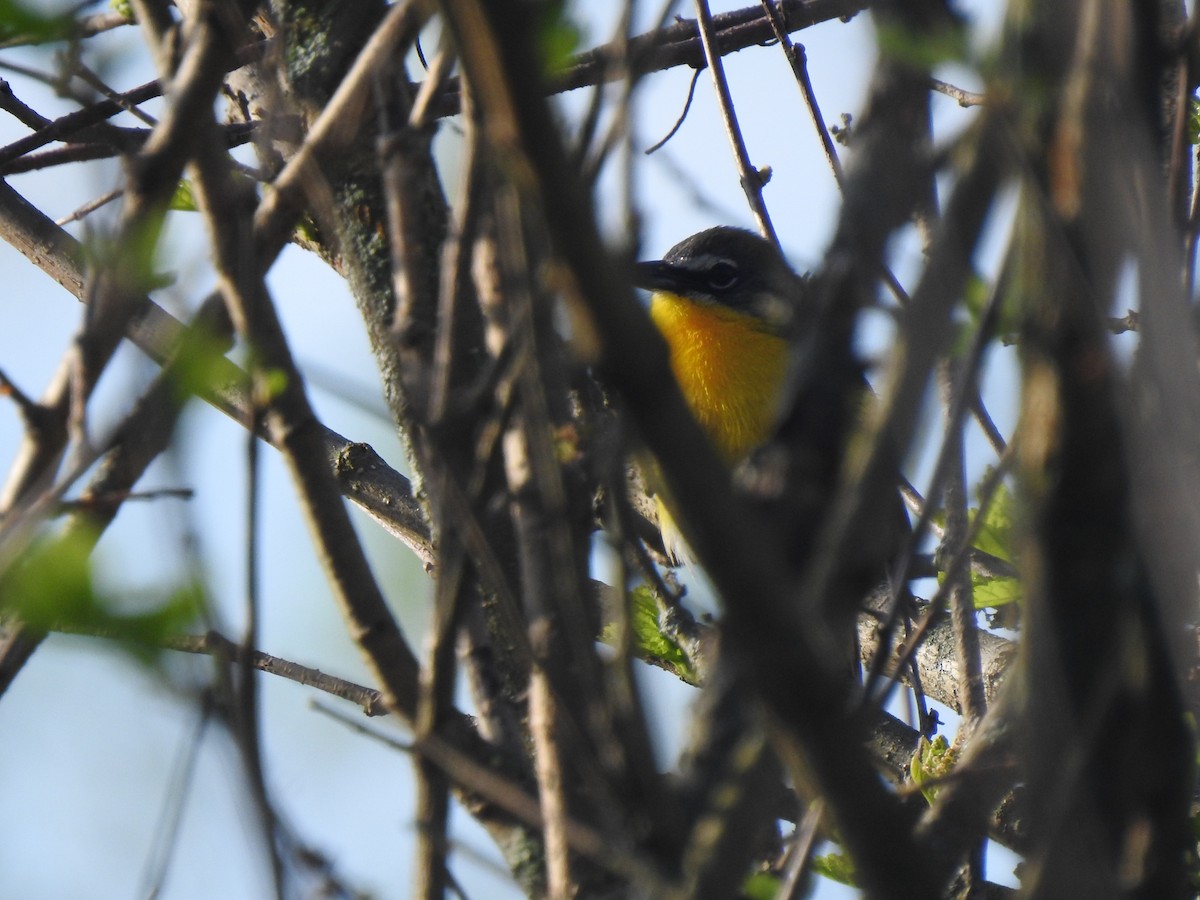 Yellow-breasted Chat - ML238833971