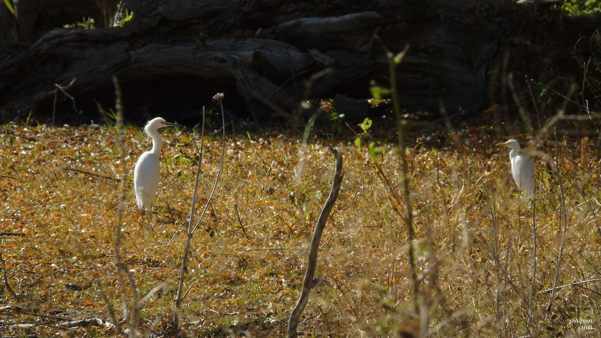 Western Cattle Egret - joaquin cinti lucero