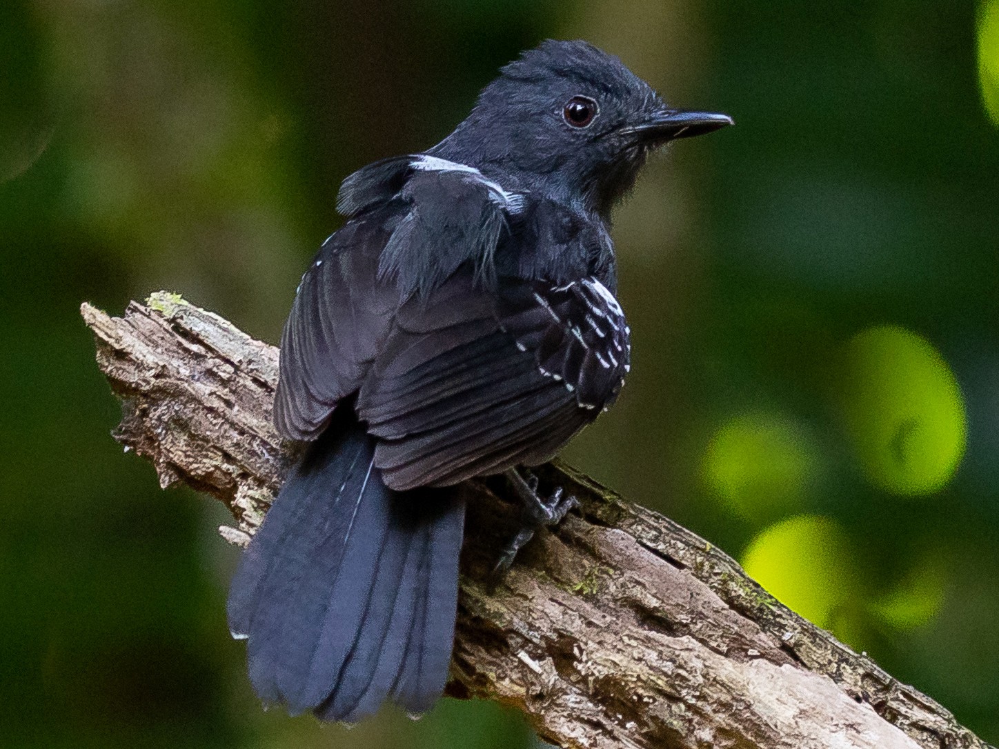 Dusky Antbird - Aaron Juan