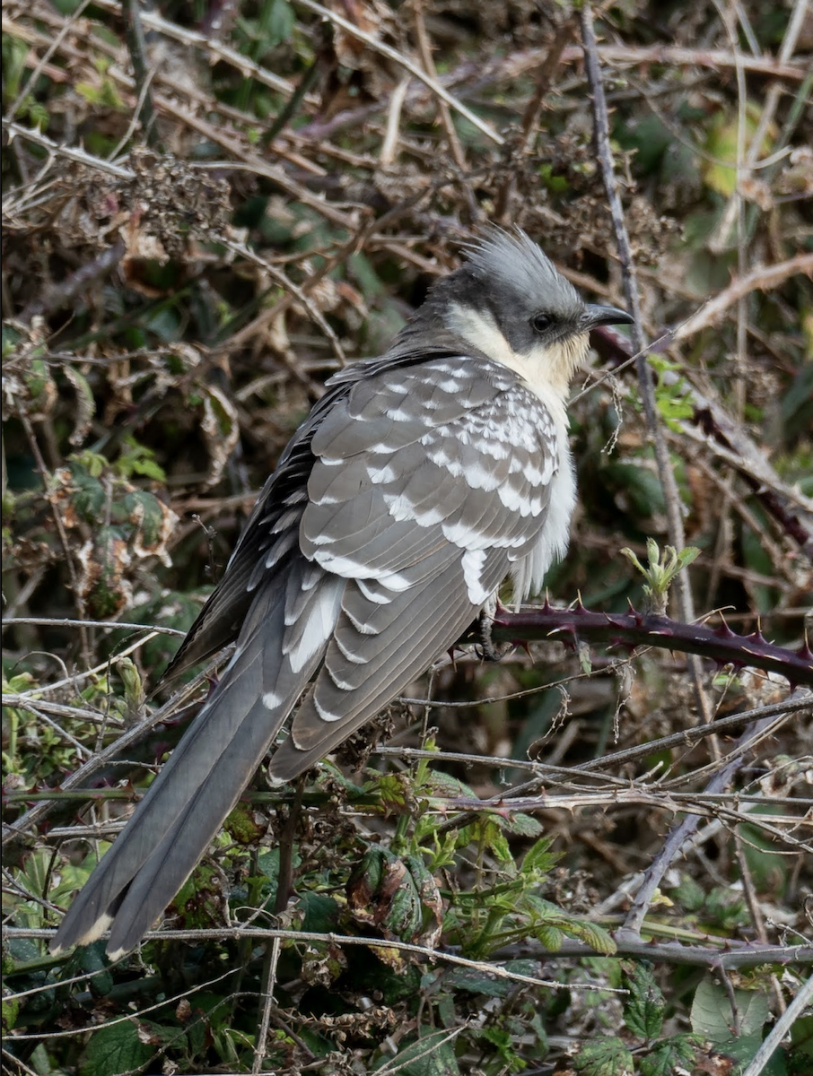 Great Spotted Cuckoo - ML238841571