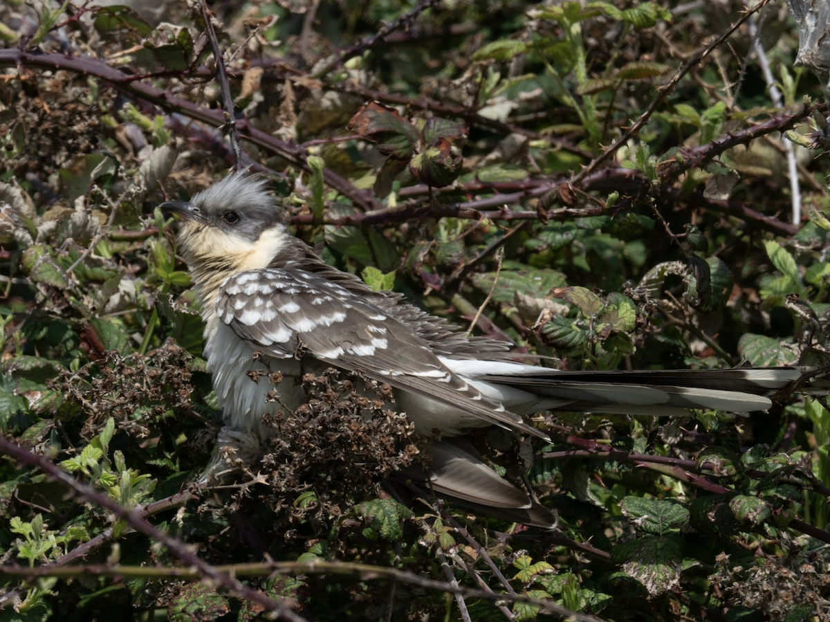 Great Spotted Cuckoo - ML238841741