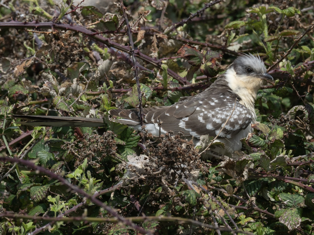 Great Spotted Cuckoo - ML238841751