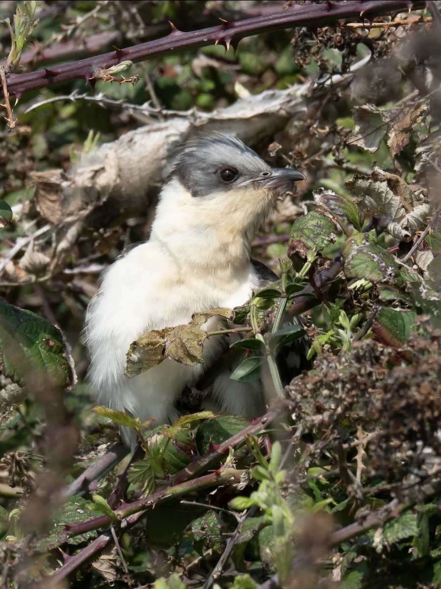 Great Spotted Cuckoo - ML238841771