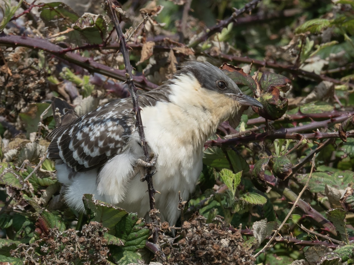 Great Spotted Cuckoo - ML238841781