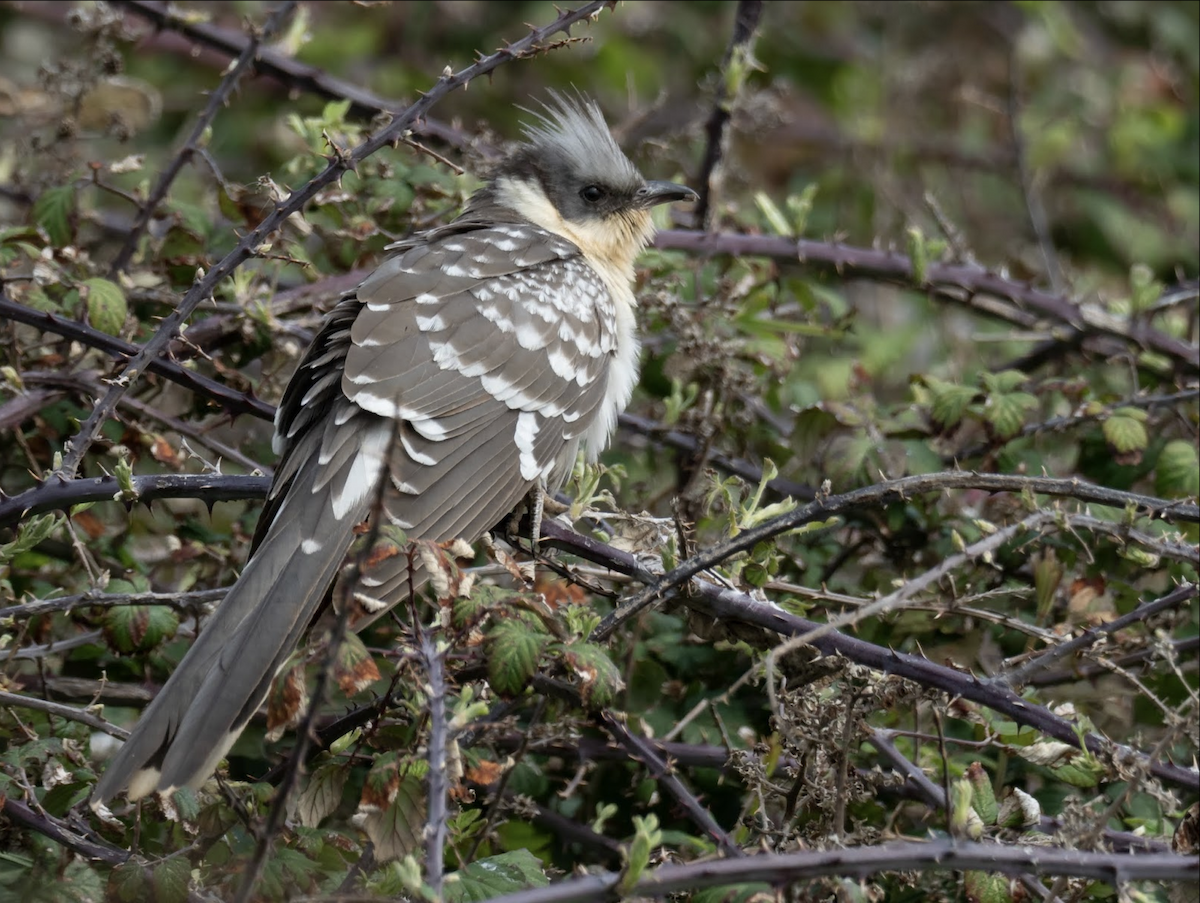 Great Spotted Cuckoo - ML238841911