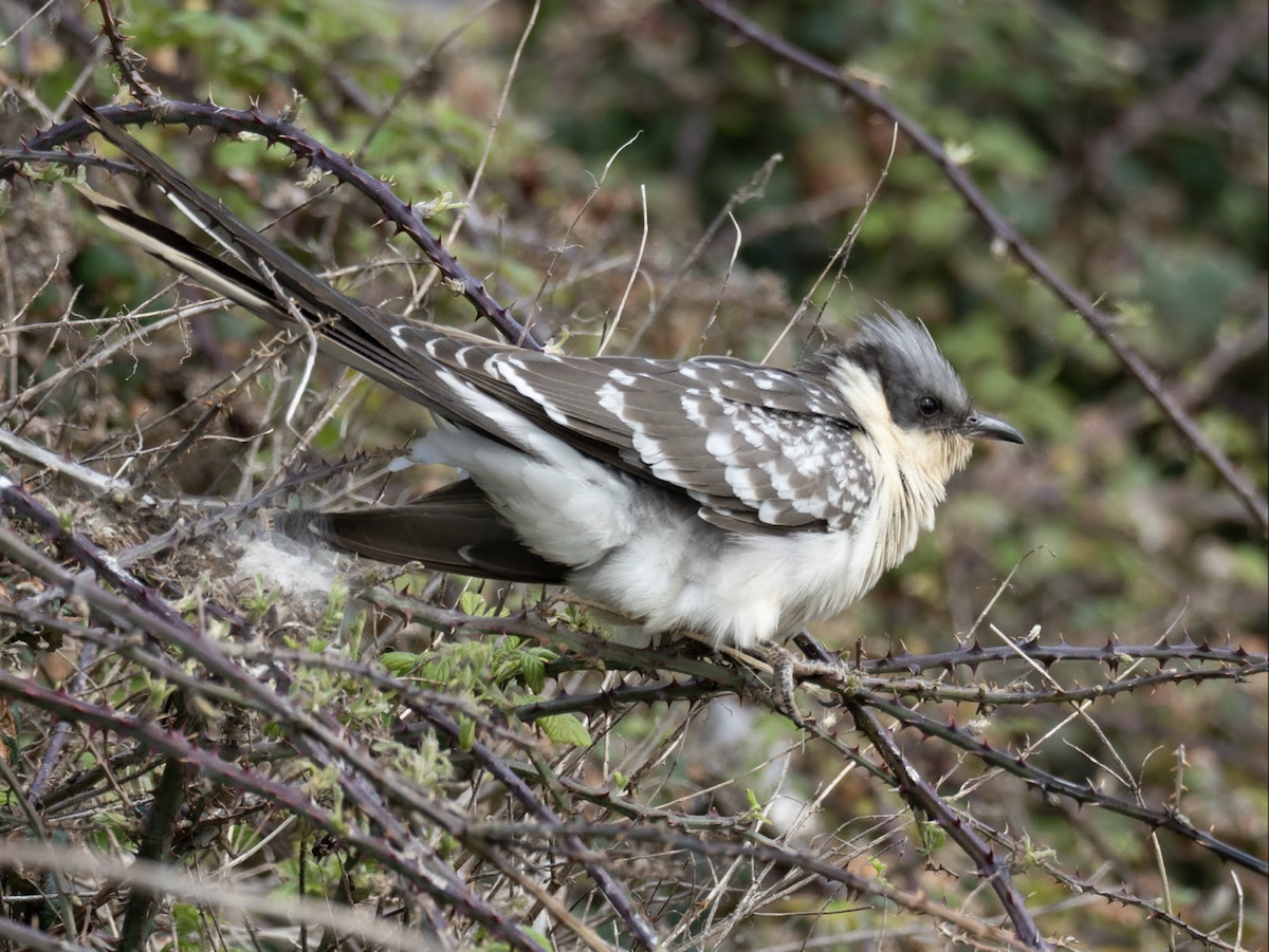 Great Spotted Cuckoo - ML238841961