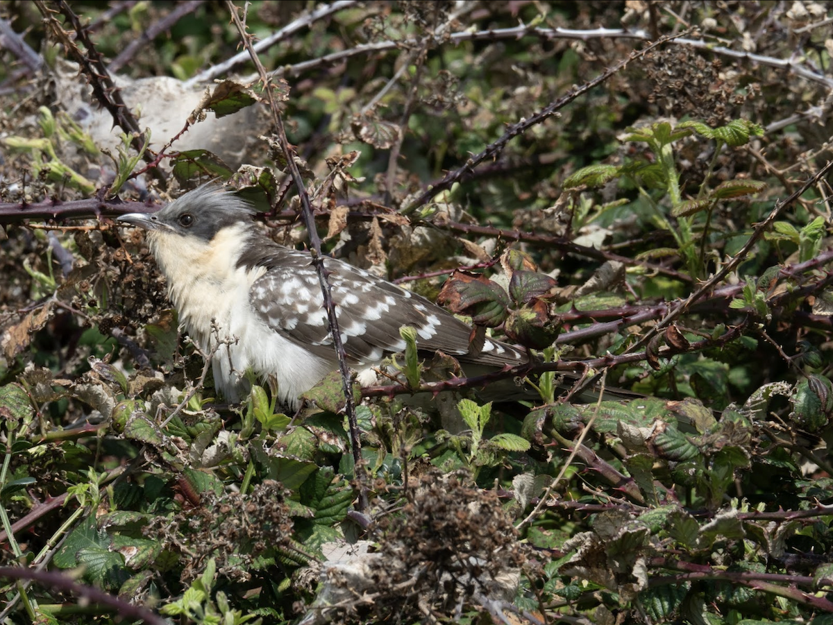 Great Spotted Cuckoo - ML238841971