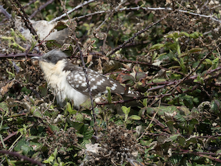 Great Spotted Cuckoo, ML238841971