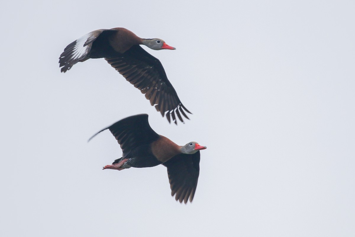 Black-bellied Whistling-Duck - Tom Reed