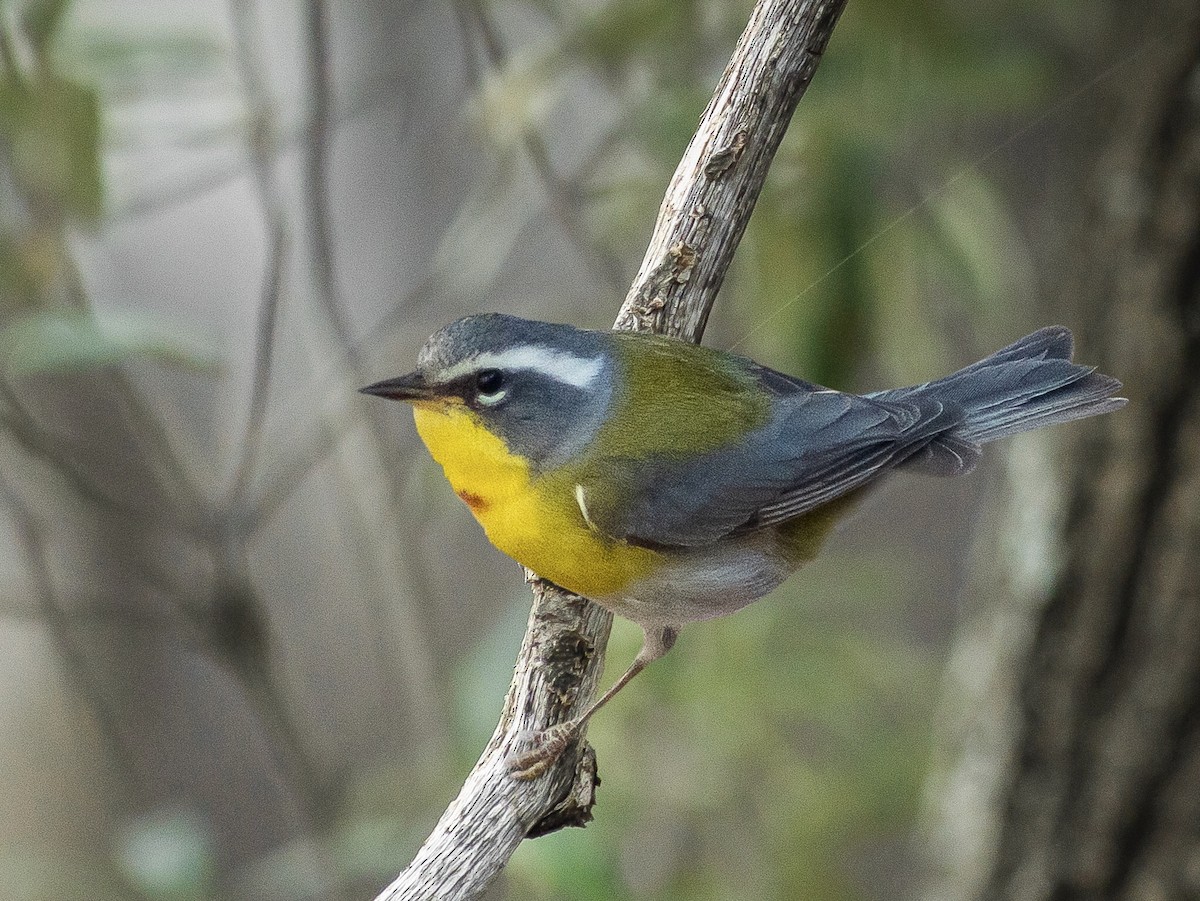 Crescent-chested Warbler - ML238852531