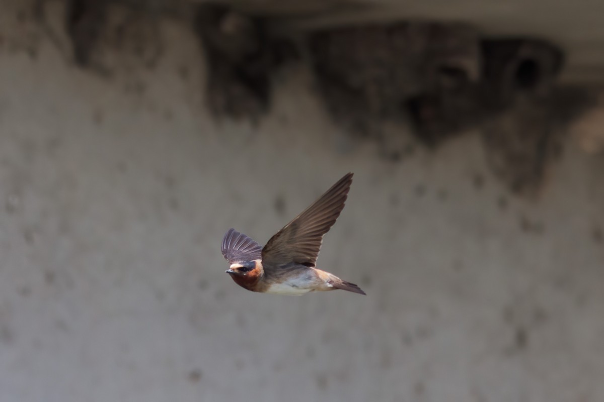 Cliff Swallow - Marvin Steinback