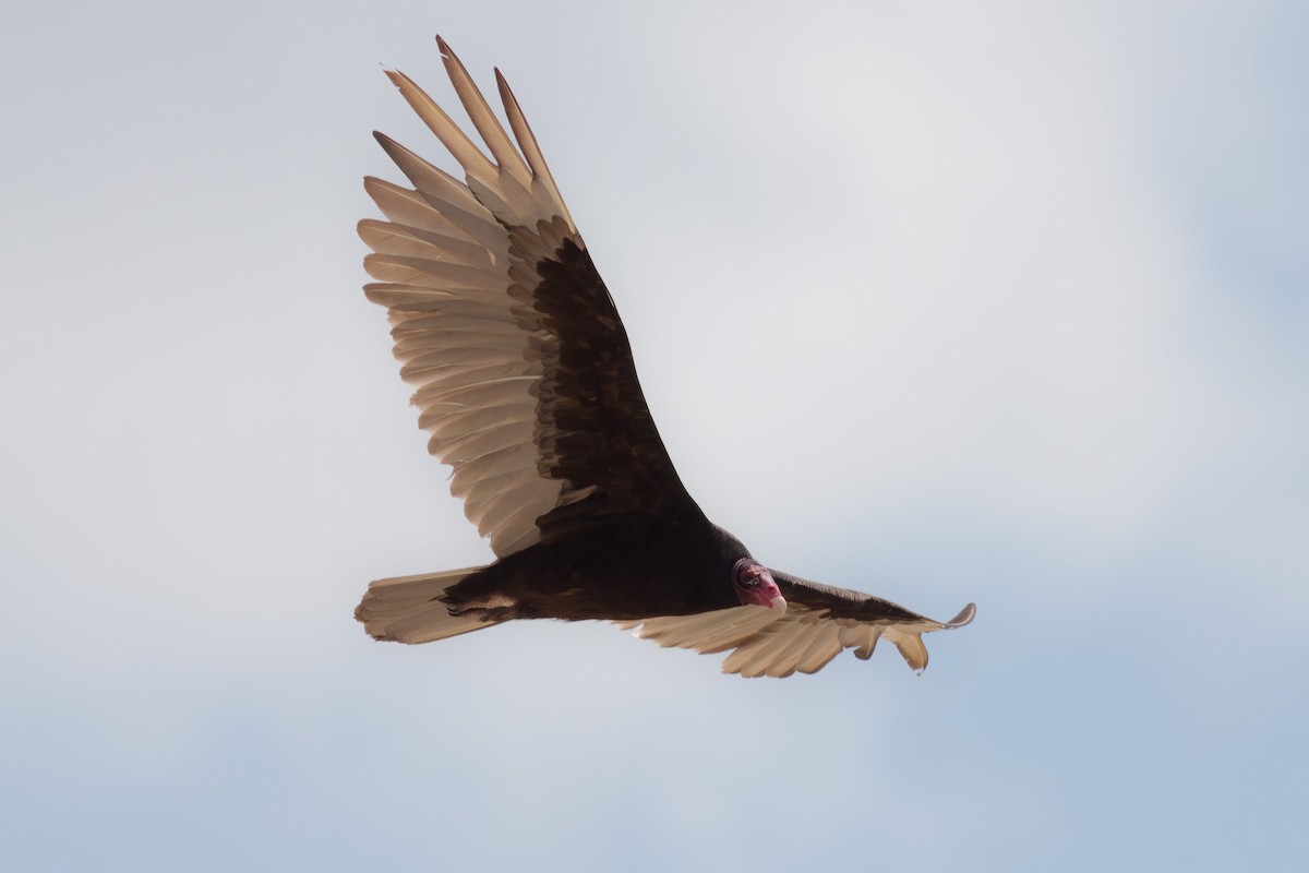 Turkey Vulture - Marvin Steinback