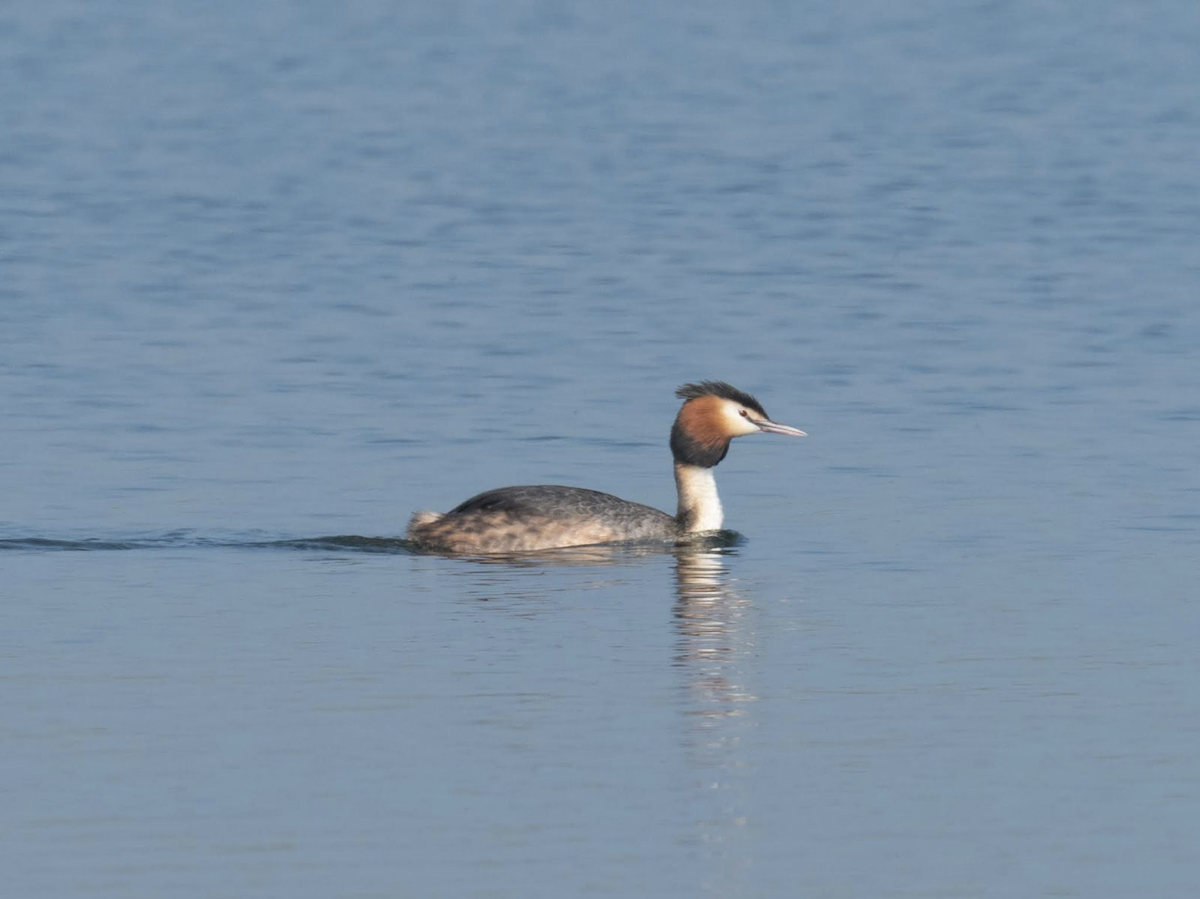 Great Crested Grebe - ML238856781