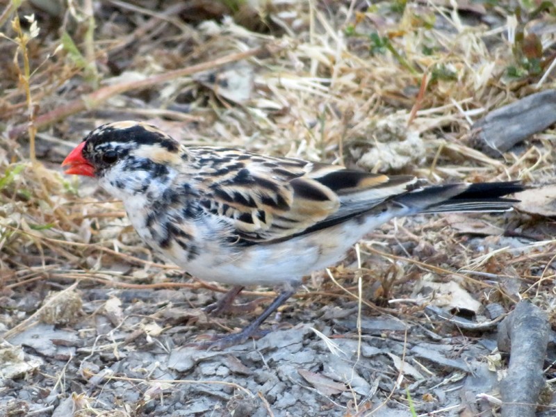 Pin-tailed Whydah - ML238858981