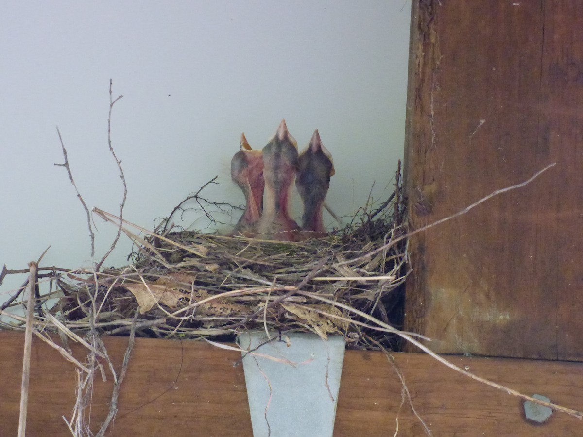 eBird Checklist - 24 May 2020 - Welsh Mountain Nature Preserve - 14 species