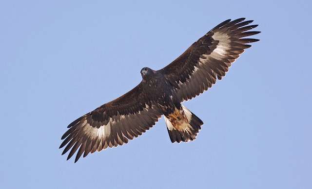 Fresh fall juvenile - Golden Eagle - 