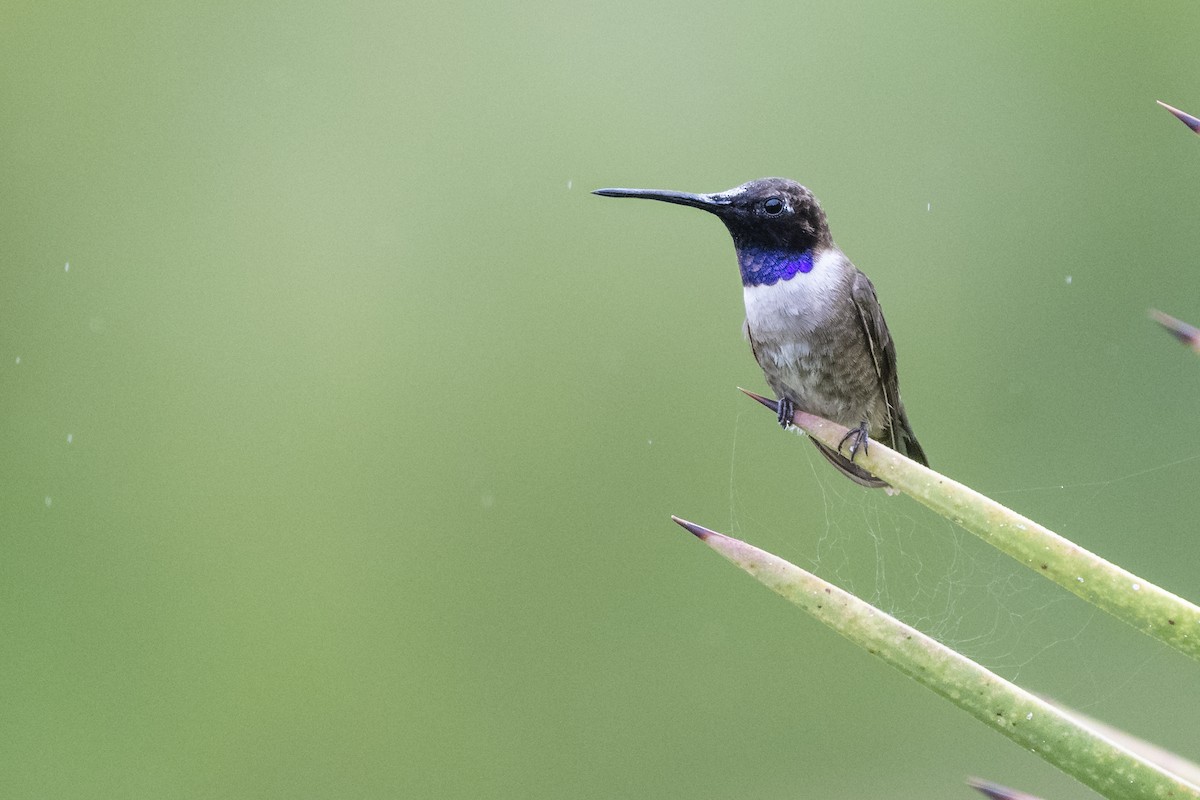Black-chinned Hummingbird - Bryan Calk