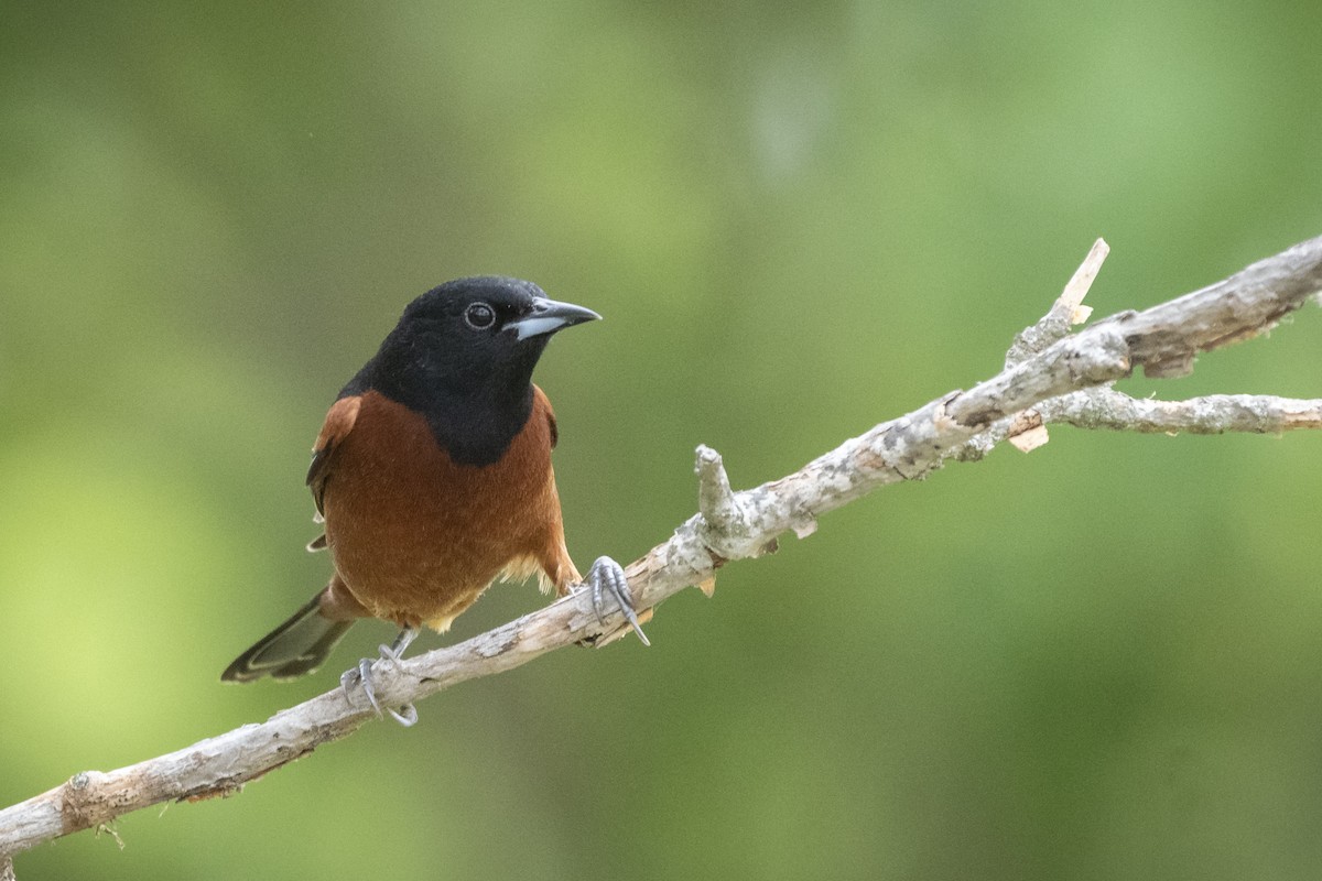 Orchard Oriole - ML238868681