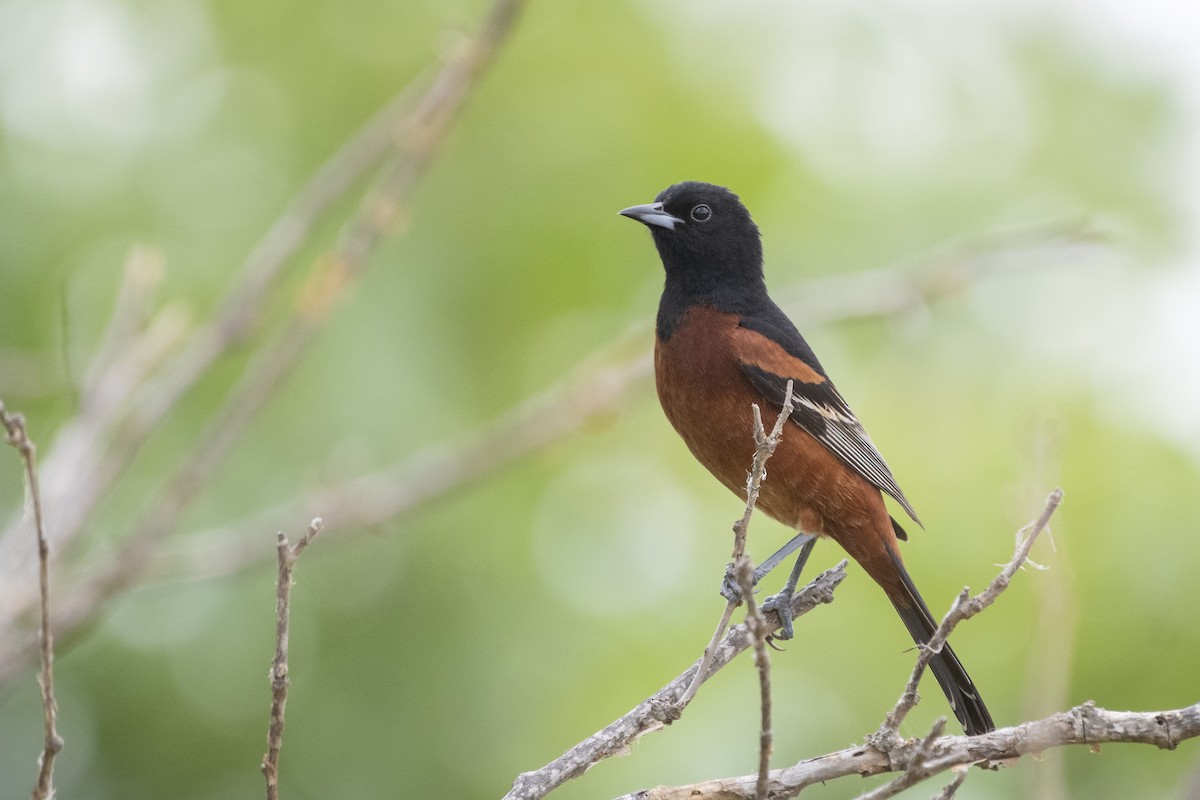 Orchard Oriole - ML238868691